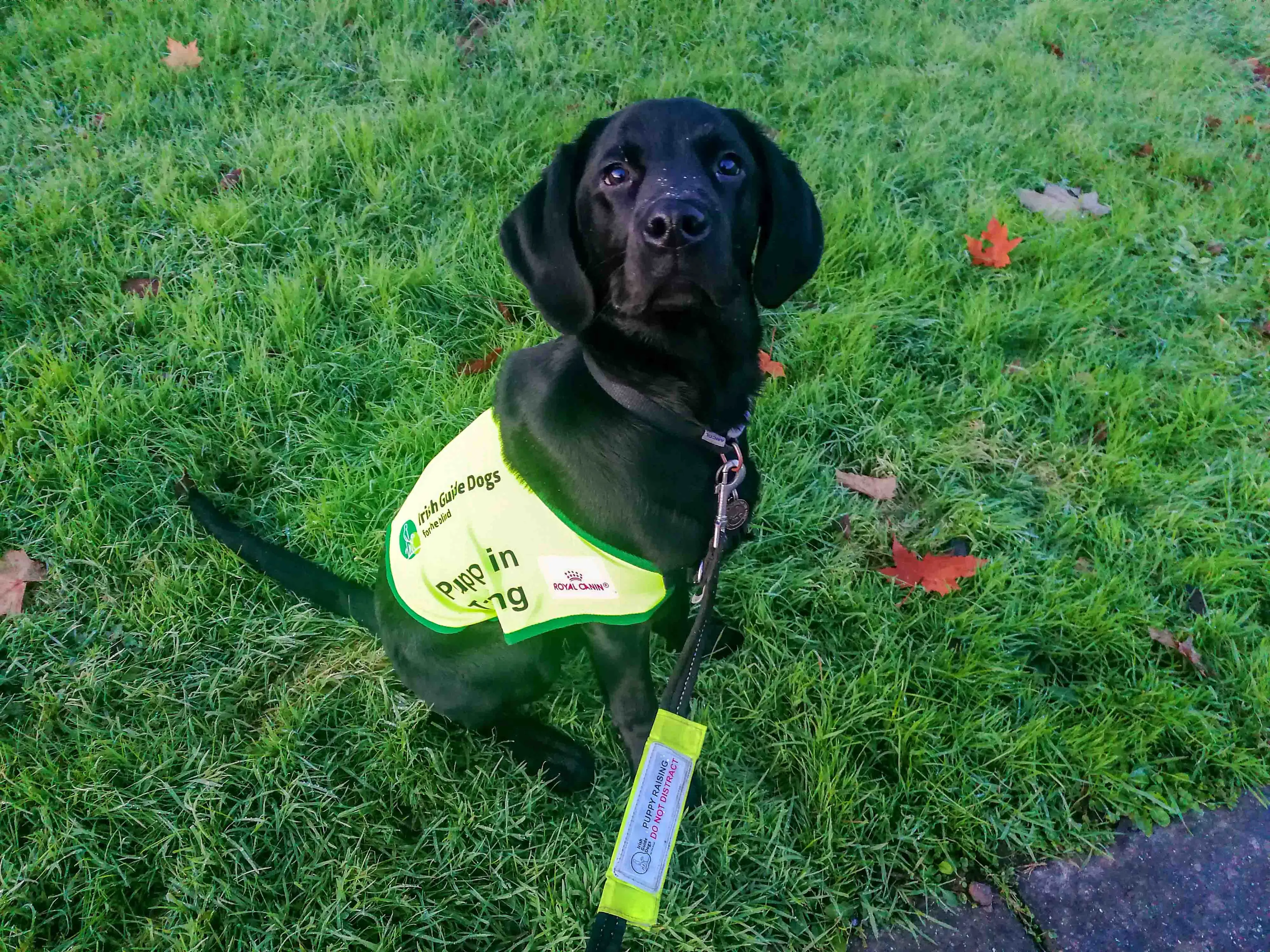 A black Labrador Retriever wearing a bright yellow service dog vest sits on grass looking up at the camera.