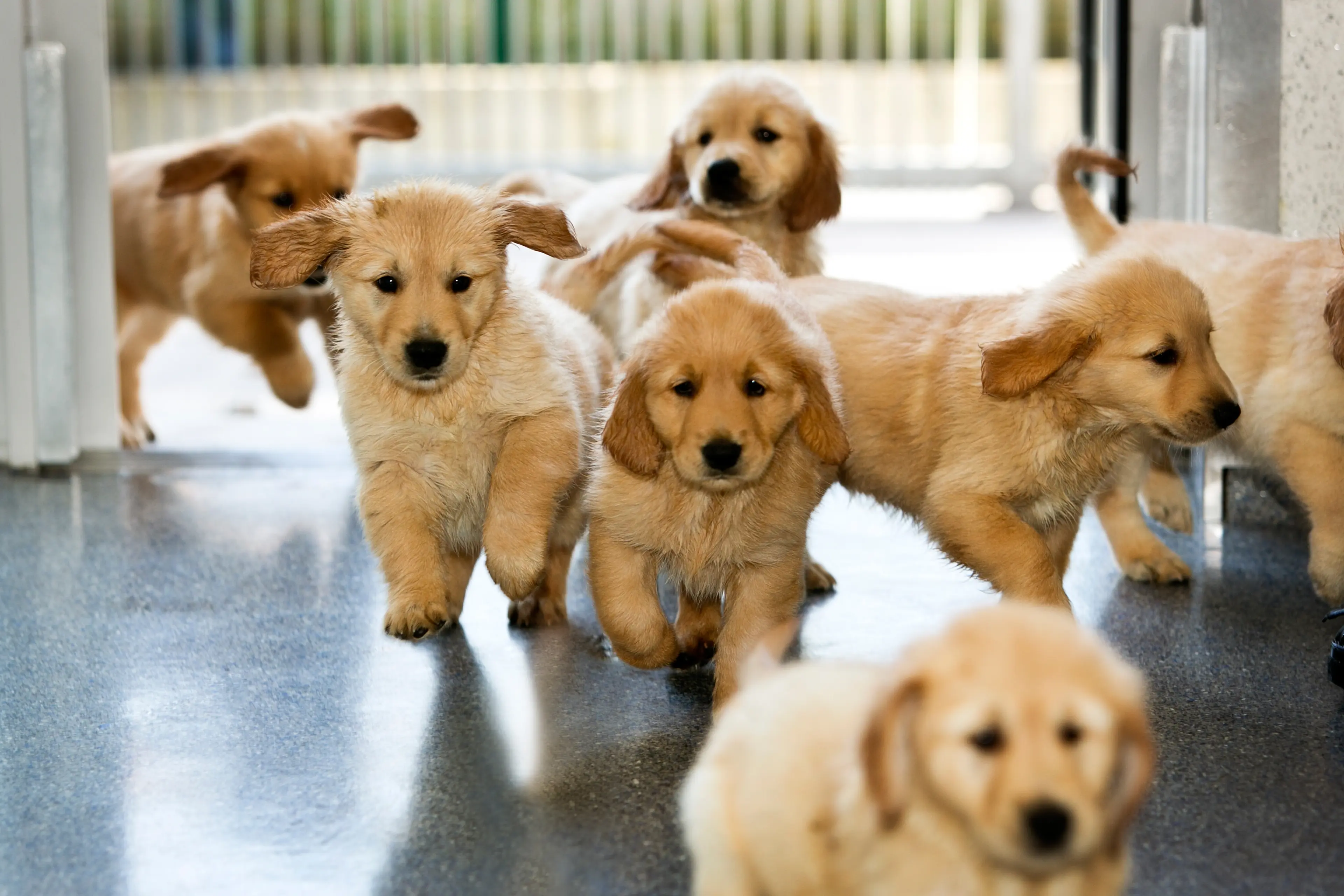 A group of playful golden retriever puppies runs indoors on a shiny floor, their ears flapping and tails wagging.