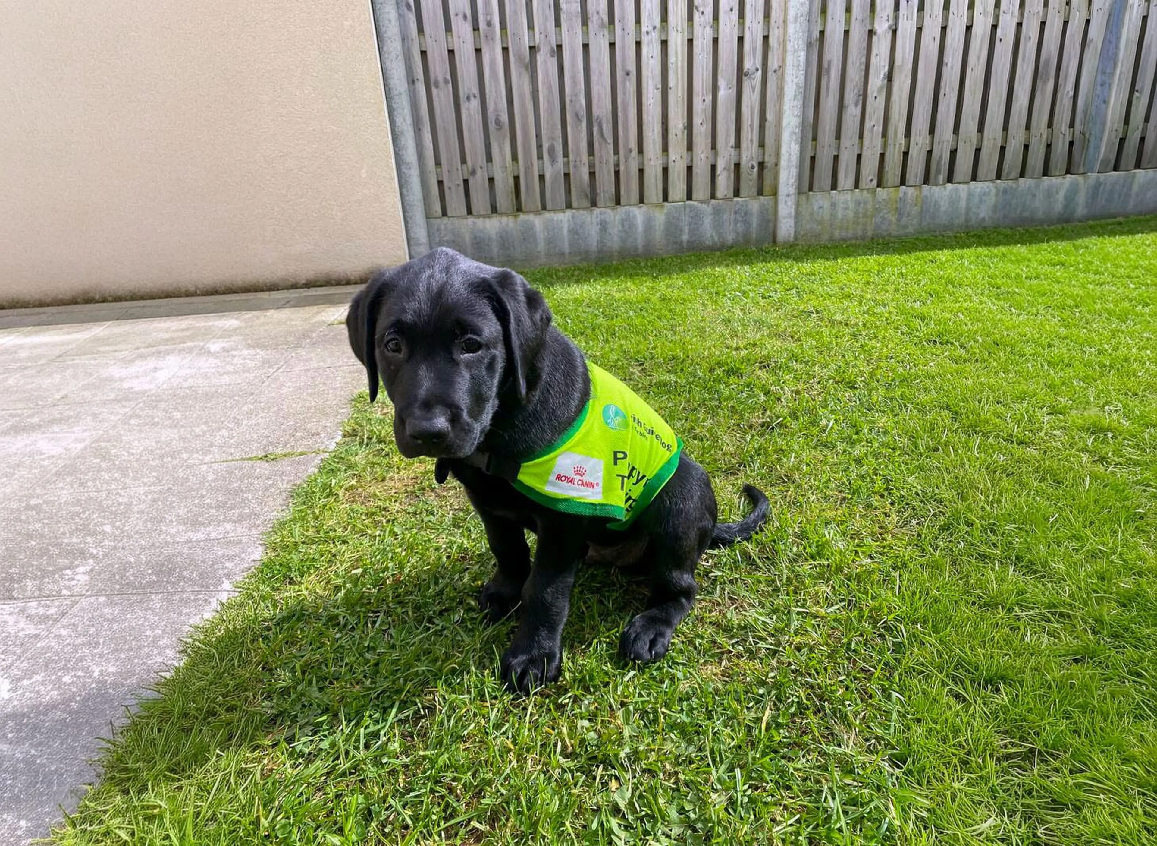 A black Labrador Retriever wearing a bright yellow-green service dog vest stands on grass in a residential backyard.