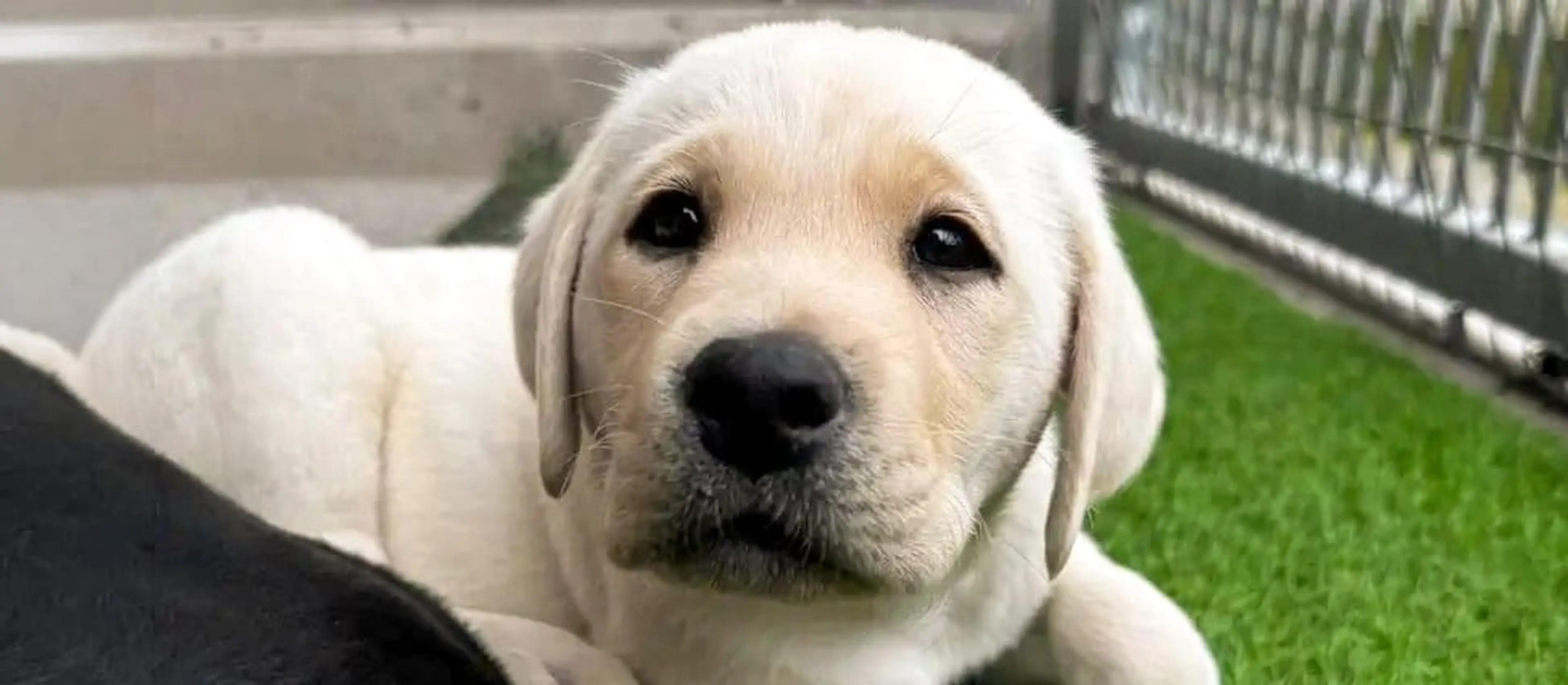 A white Labrador Retriever sits on artificial green turf, looking directly at the camera with a calm expression, with a metal fence visible in the background.
