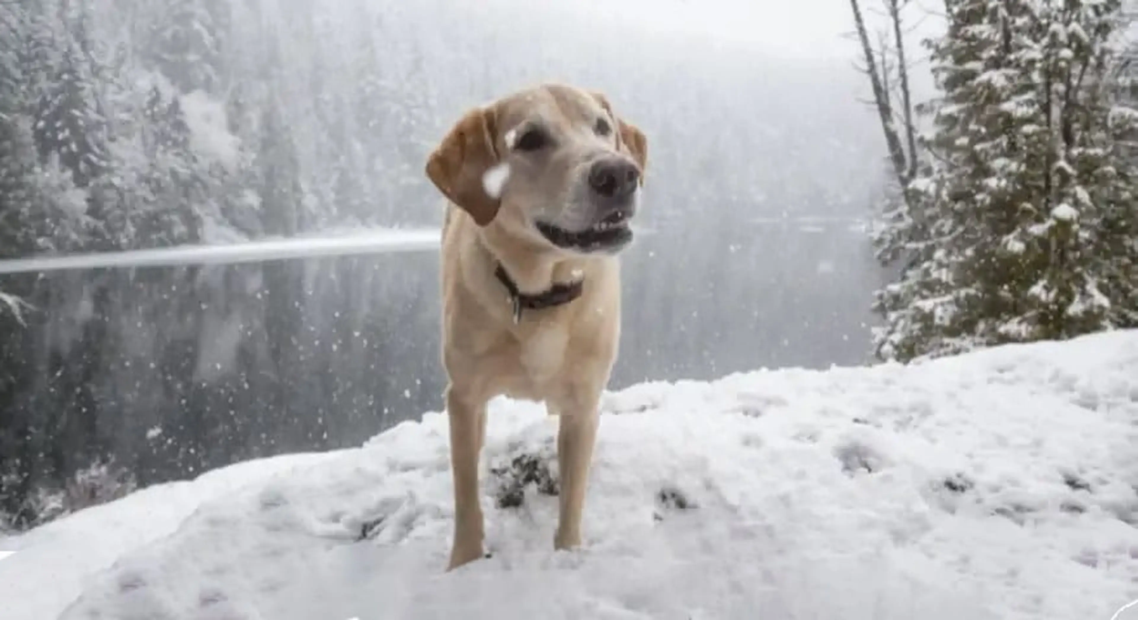 A light-colored Labrador Retriever stands in snow with falling snowflakes, evergreen trees, and a misty lake visible in the background.