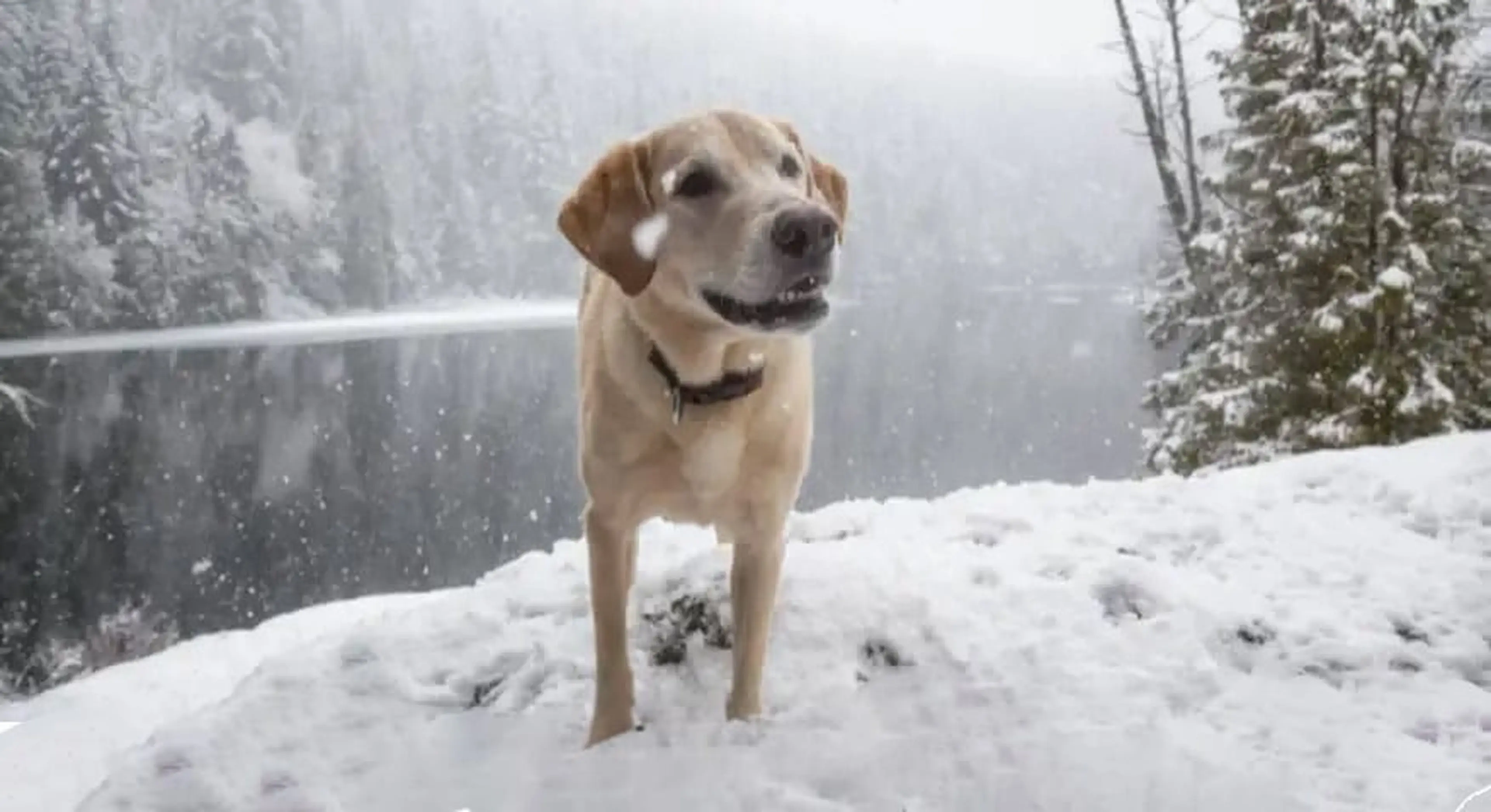 A light-colored Labrador Retriever stands in snow with falling snowflakes, evergreen trees, and a misty lake visible in the background.