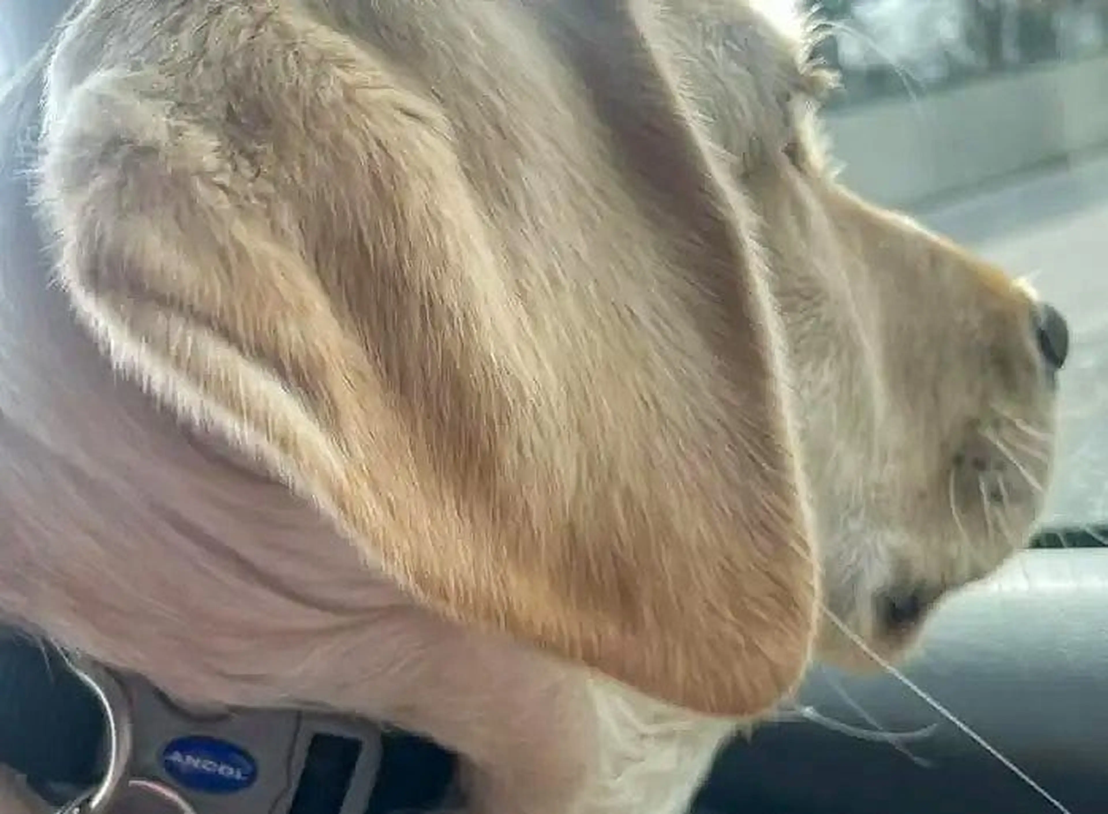 A golden retriever with long, fluffy fur sits in a car, wearing a collar, photographed from the side in profile.