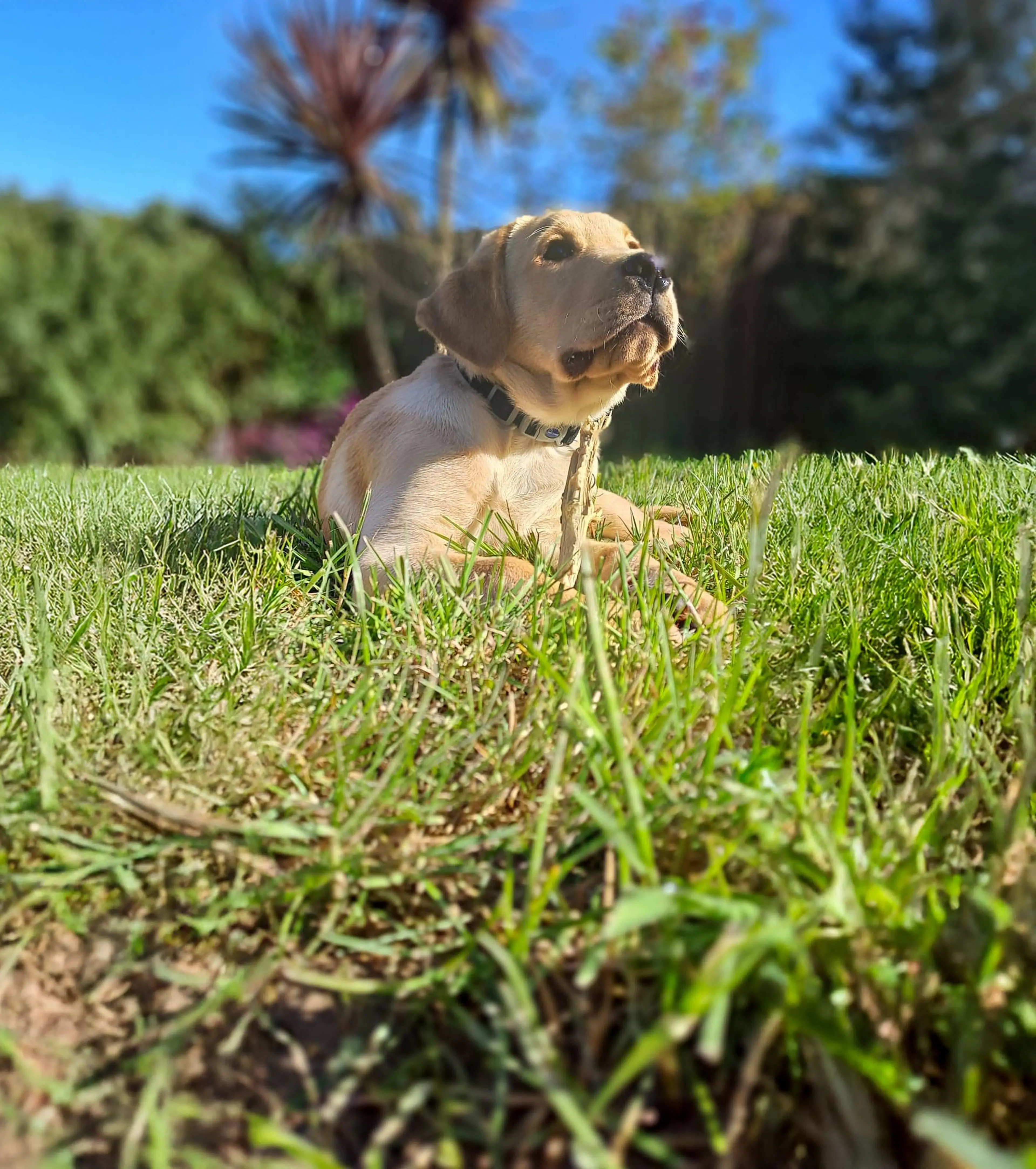 A light-colored Labrador Retriever lies on grass in a sunny garden, wearing a collar and looking upward with tropical vegetation and blue sky in the background.