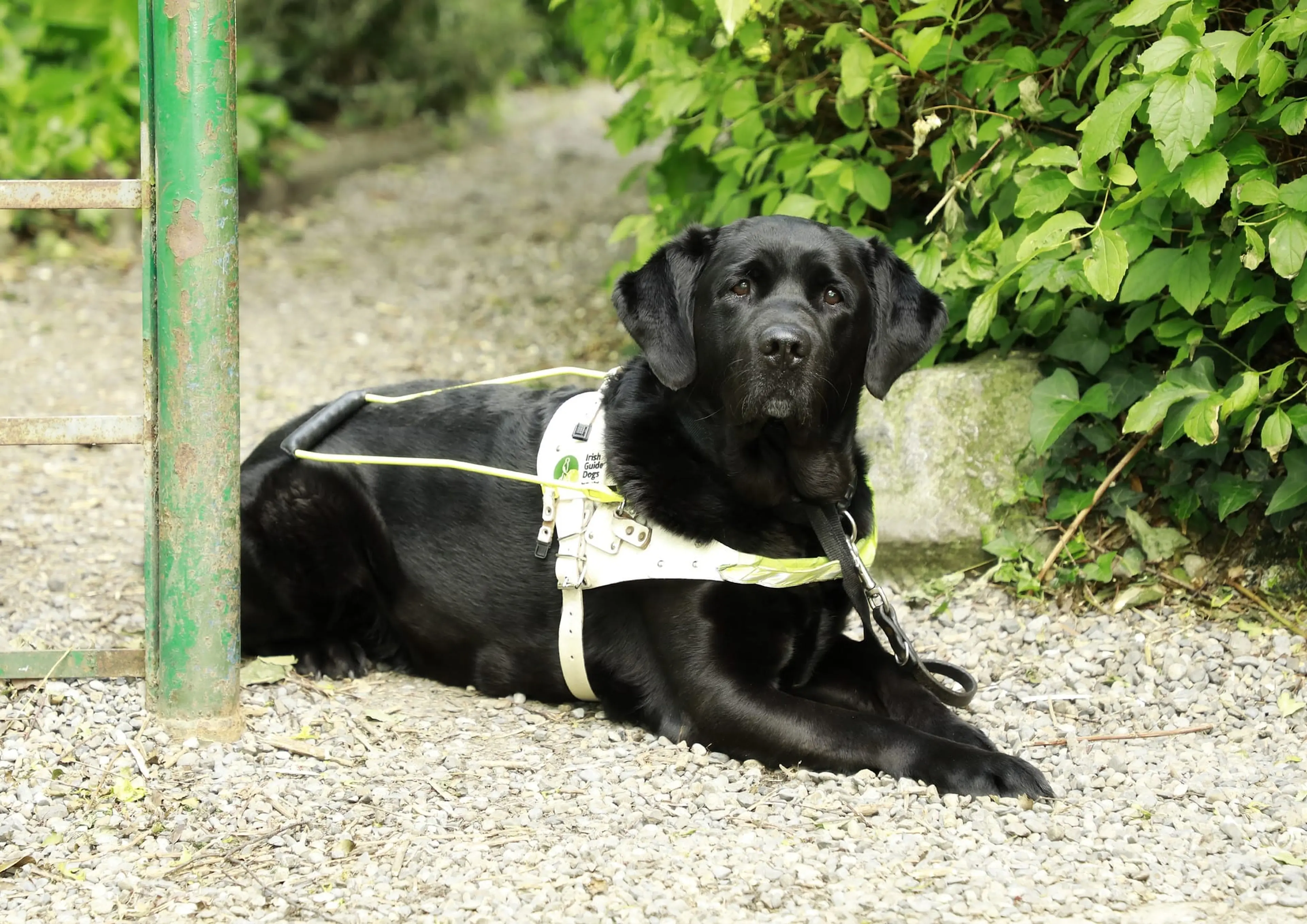 A black Labrador retriever service dog wearing a harness sits on a gravel path surrounded by lush green foliage.