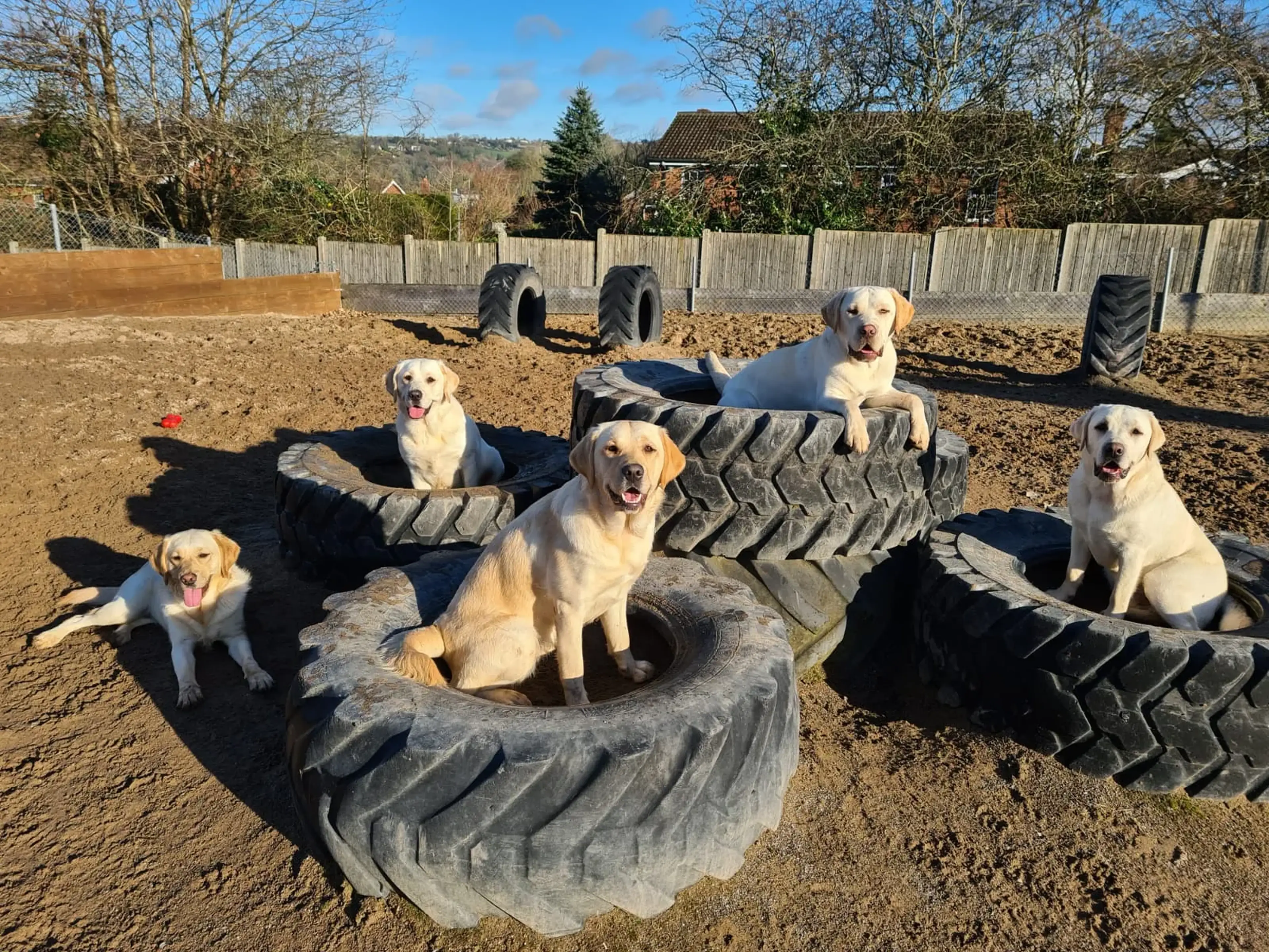 Six yellow Labrador Retrievers pose among large tires arranged as obstacles in a sandy outdoor play area surrounded by wooden fencing and bare trees.