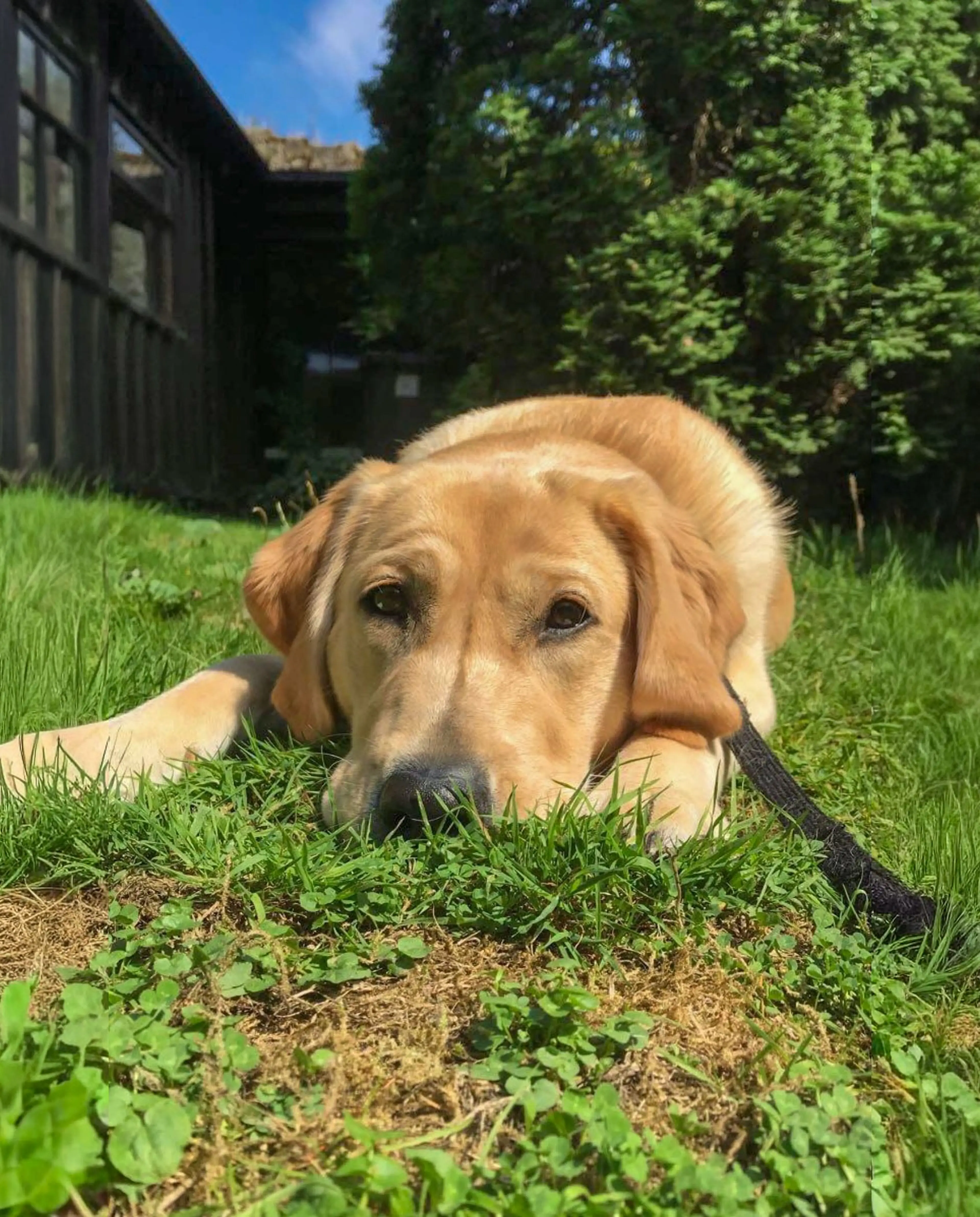 A golden Labrador Retriever lies on grass in a sunny backyard garden, wearing a black leash, with ivy-covered walls and trees in the background.