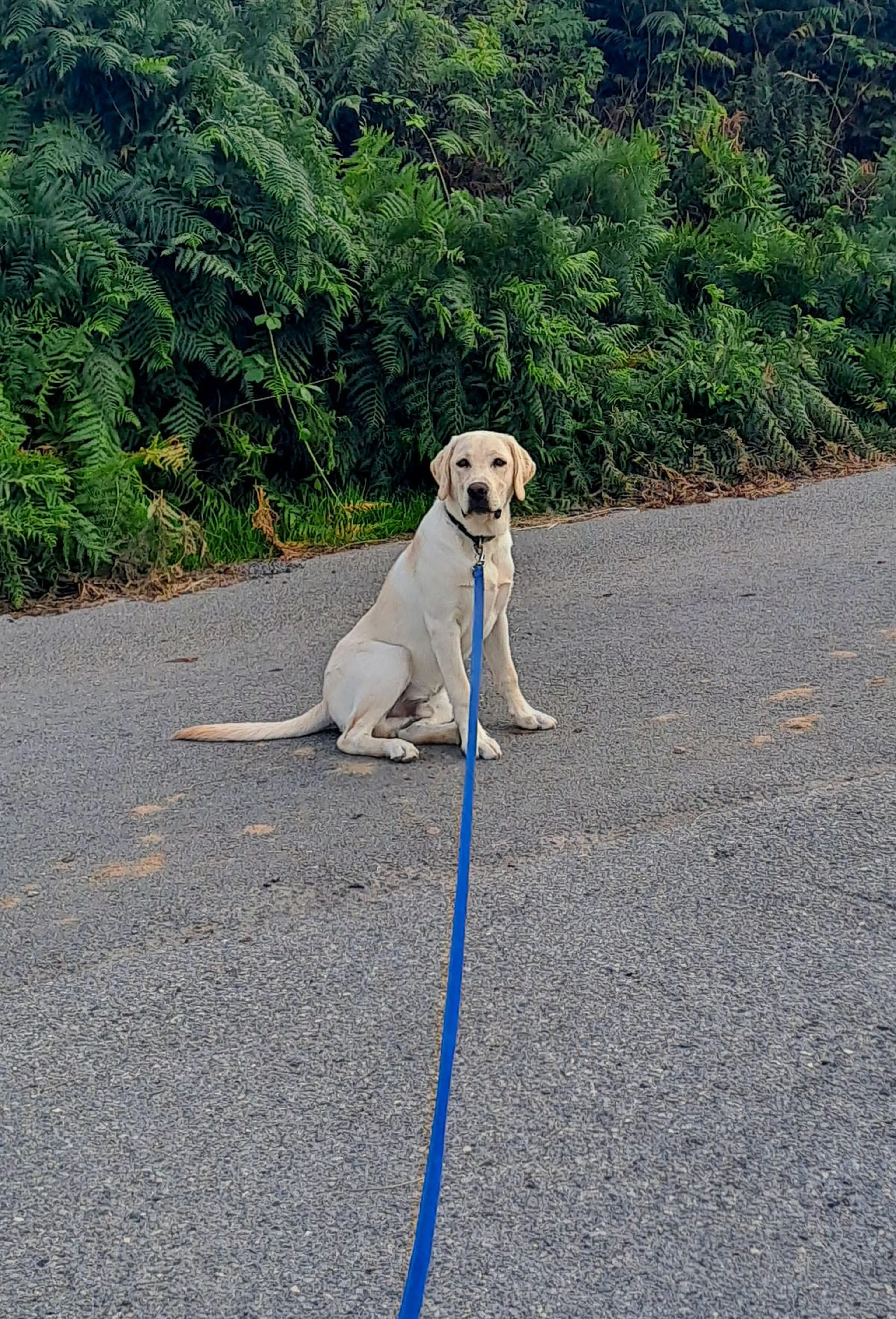 A cream-colored Labrador retriever sits attentively on a paved road while on a blue leash, with lush green fern vegetation visible in the background.