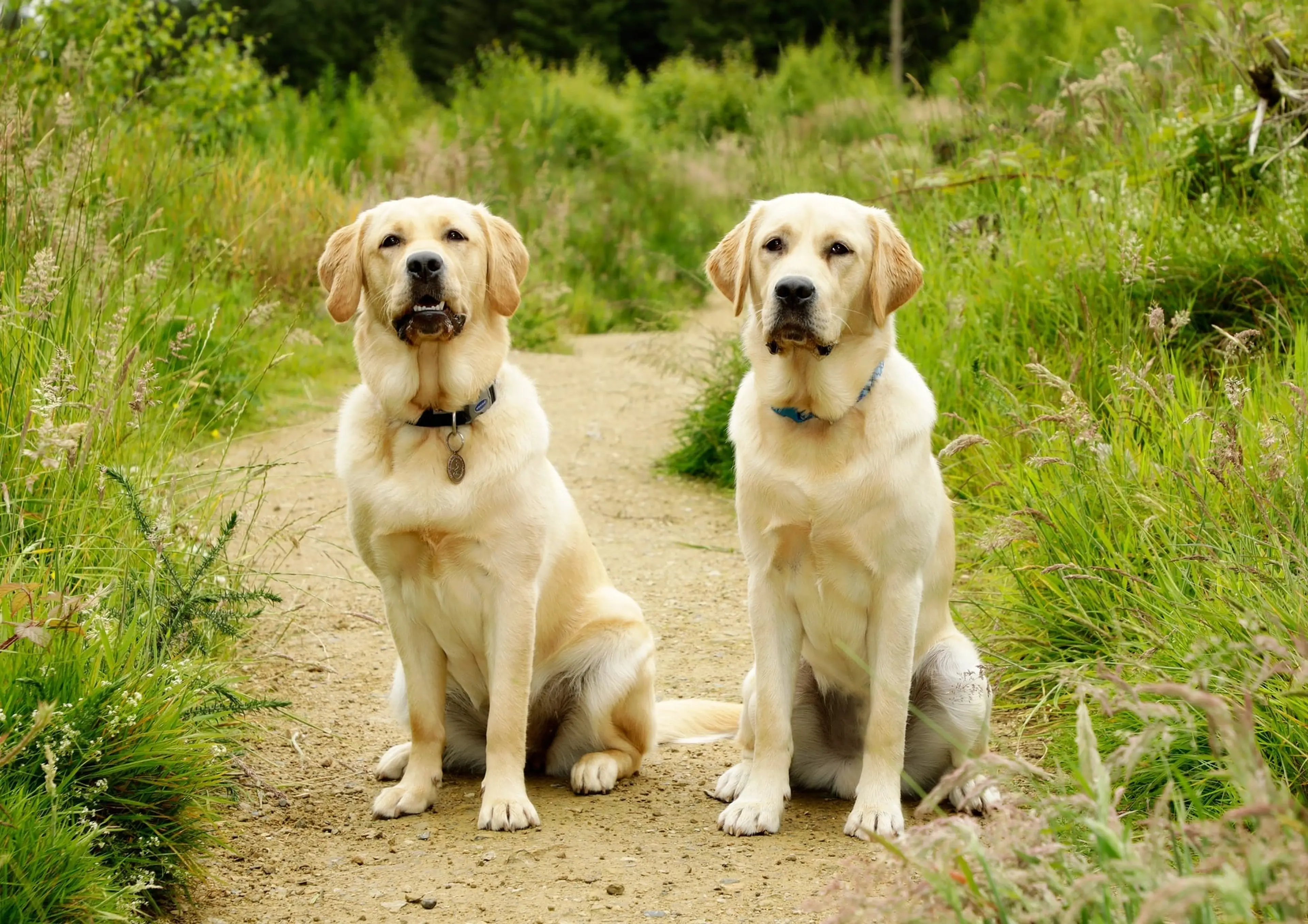 Two cream-colored Labrador Retrievers sit attentively on a dirt path surrounded by green grass and wildflowers.