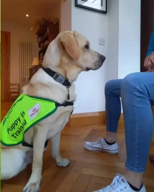 A yellow Labrador Retriever wearing a green "Puppy in Training" service dog vest sits attentively beside a person in jeans indoors.