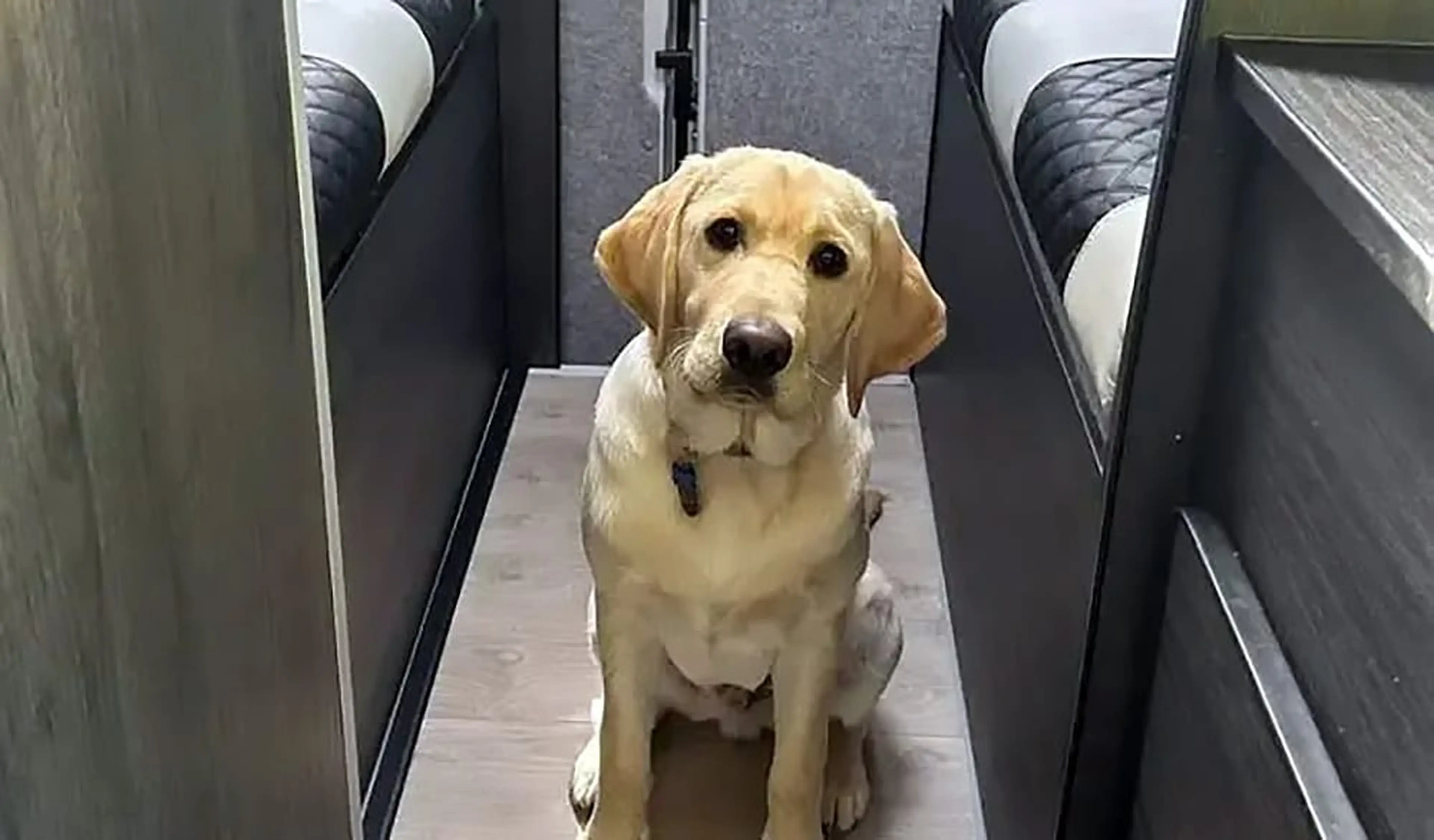 A light-colored Labrador Retriever sits in the center aisle of a vehicle, facing the camera with a calm expression while flanked by black and white upholstered seats.