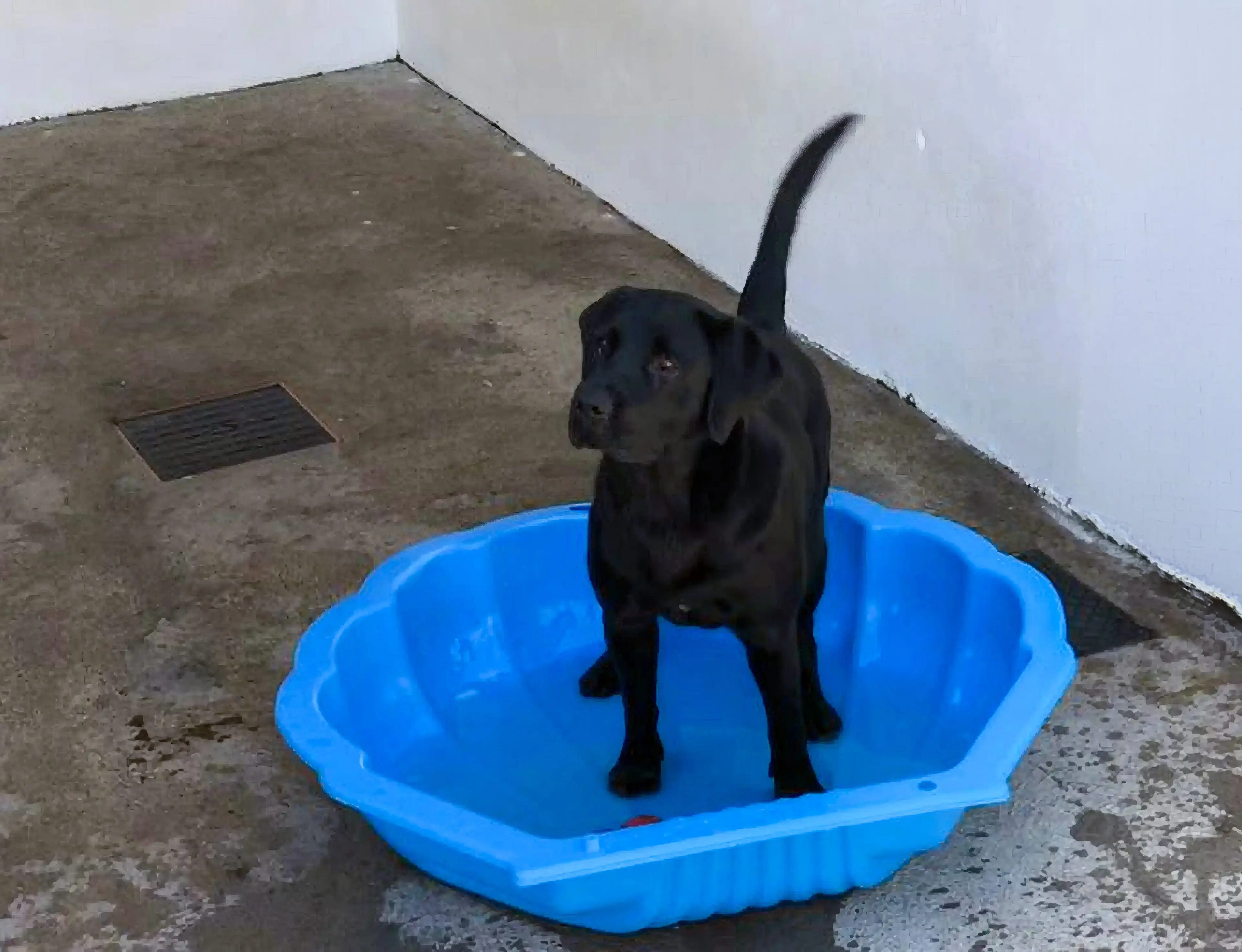 A black dog stands in a bright blue plastic pool on a concrete surface against a gray concrete wall.