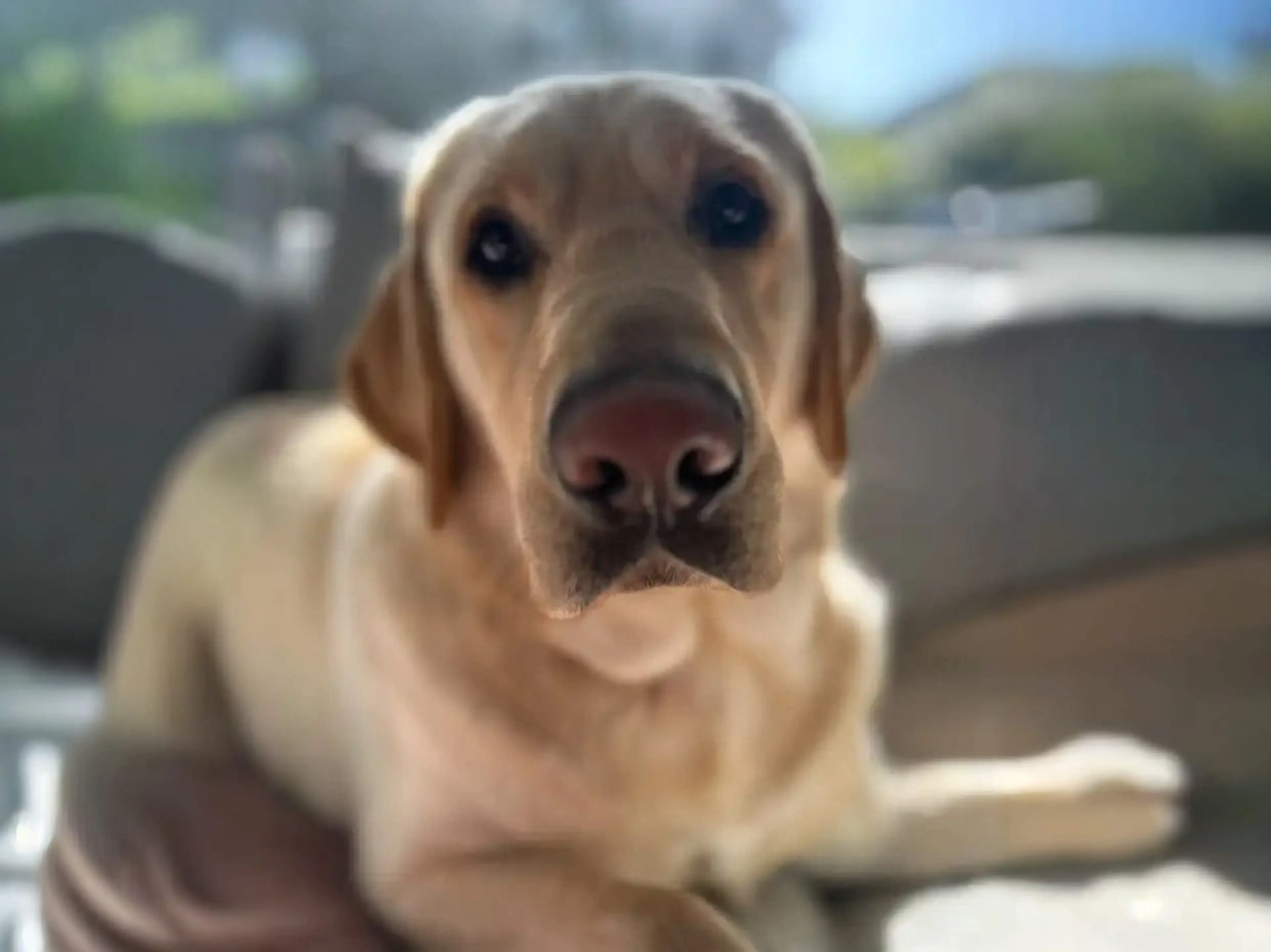 A light-colored Labrador Retriever with a gentle expression sits outdoors, looking directly at the camera with a slightly open mouth.