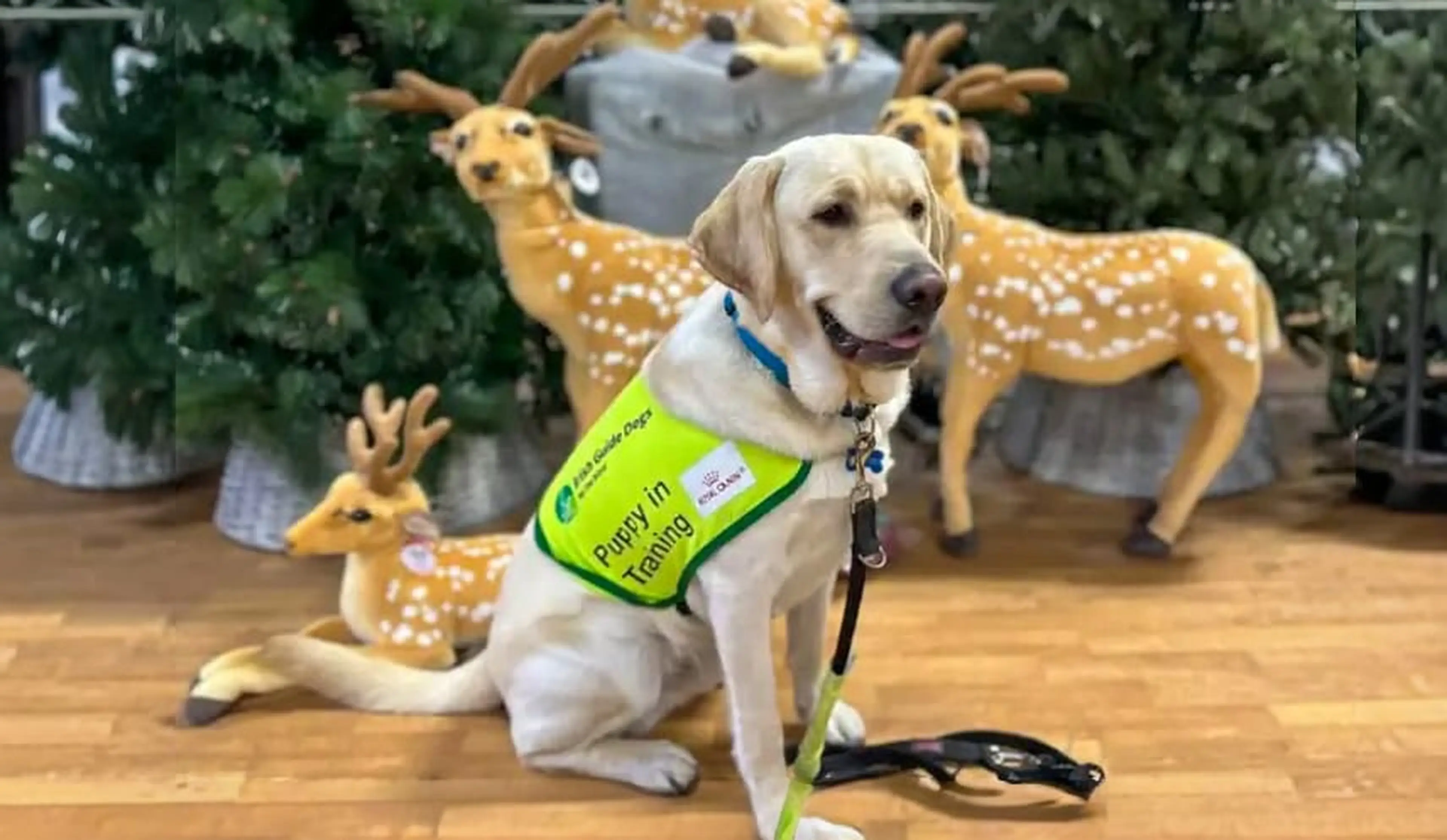 A yellow Labrador wearing a yellow "Puppy in Training" vest sits on a wooden floor surrounded by decorative reindeer and Christmas greenery.