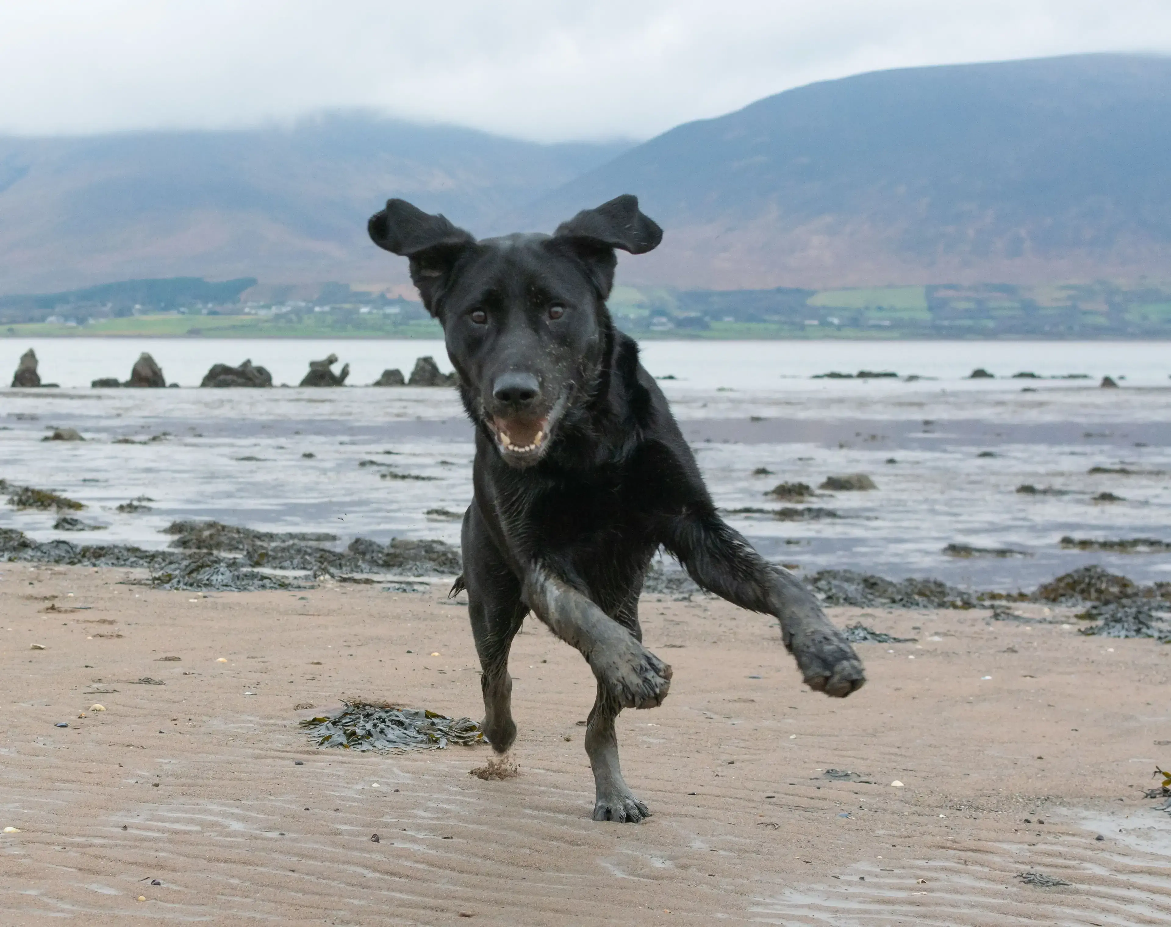 A black dog with perky ears running happily along a sandy beach, with a mountainous landscape visible in the background.