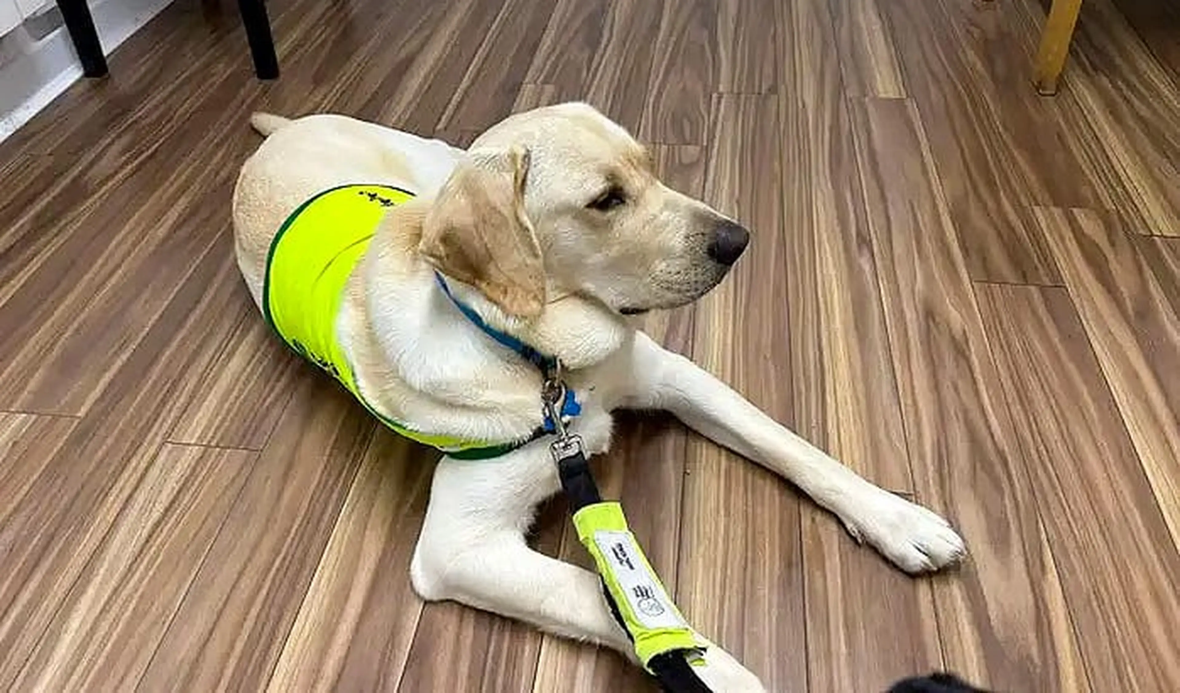 A yellow Labrador Retriever service dog wearing a bright neon yellow and white vest lies on a wooden floor with a leash attached to its collar.