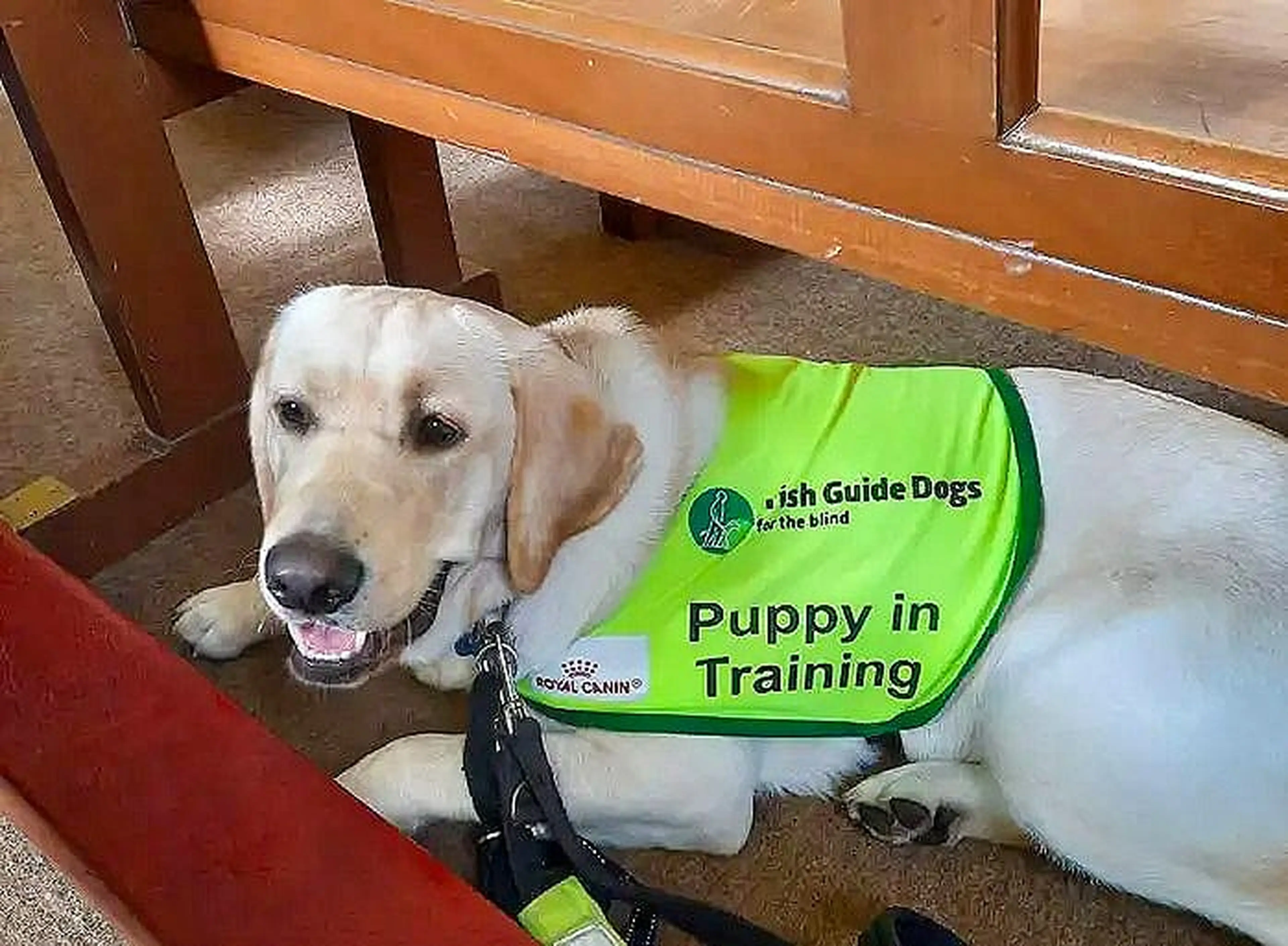 A light-colored Labrador Retriever wearing a bright green "Irish Guide Dogs for the Blind - Puppy in Training" vest lies on a tiled floor indoors.