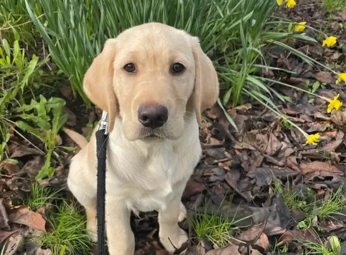 A cream-colored Labrador Retriever on a black leash sits attentively in a garden surrounded by green grass and yellow flowers.