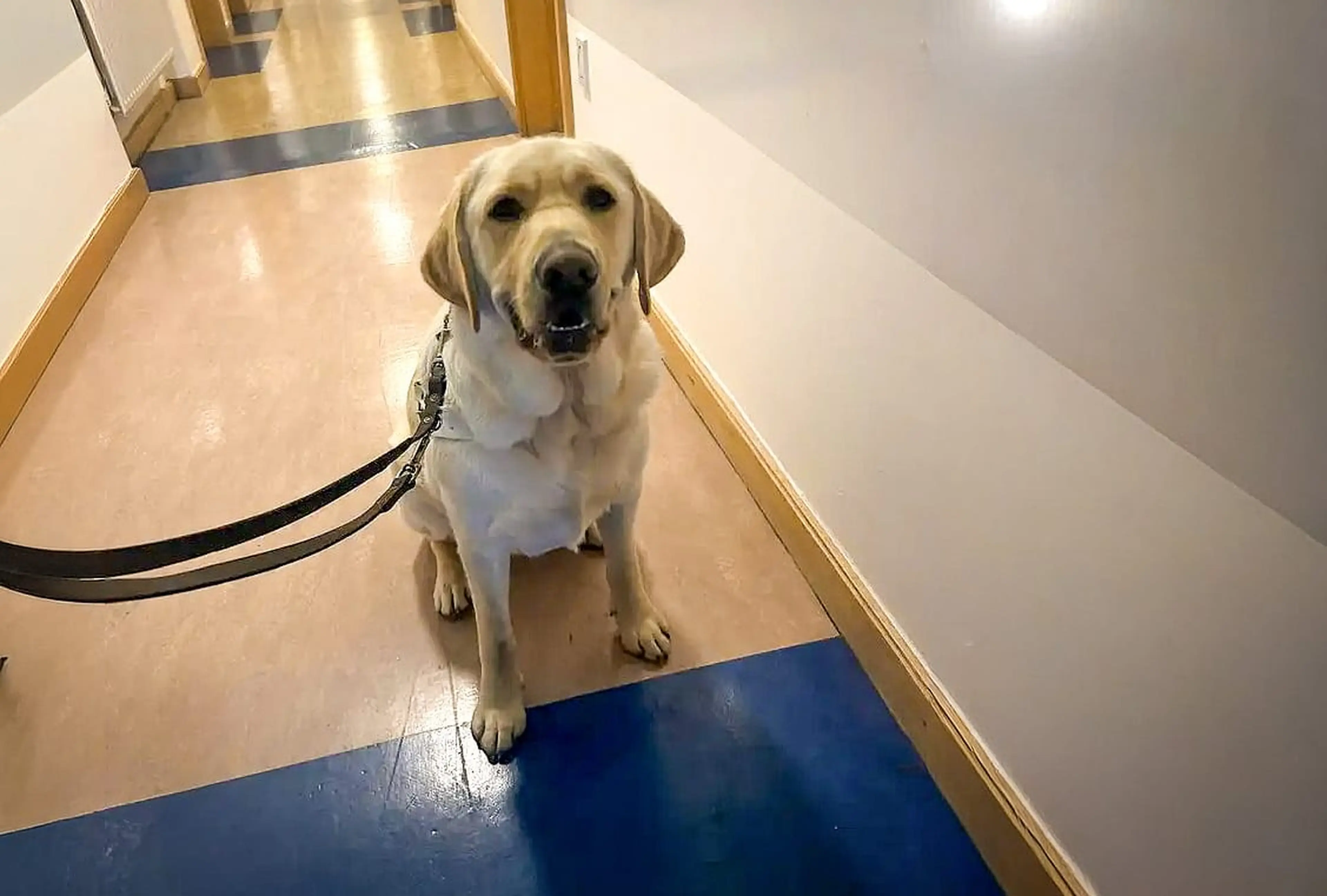 A yellow Labrador Retriever sits calmly in a hallway wearing a black leash, looking directly at the camera.