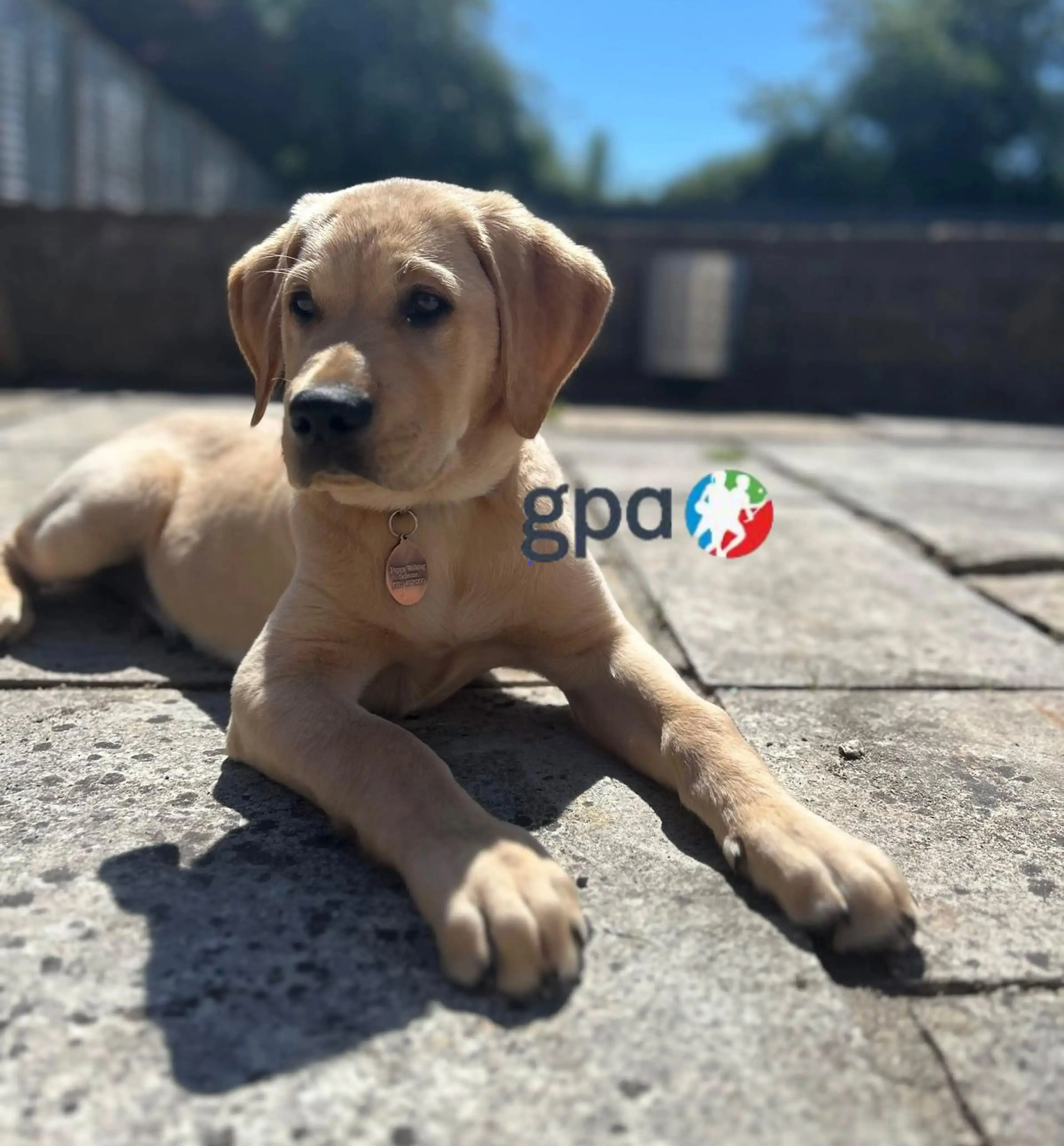 A light-colored Labrador Retriever lies on a paved outdoor area with a fence and trees in the background, wearing a collar with a tag.