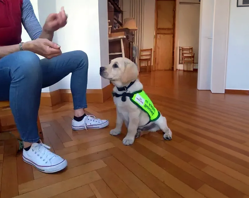 A yellow Labrador service dog wearing a green vest sits attentively facing a person in jeans and sneakers who is seated on a wooden floor.