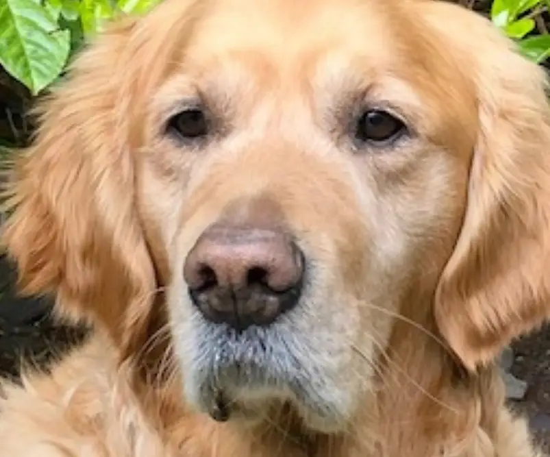 A senior Golden Retriever with a light cream-colored coat and graying muzzle looks directly at the camera with a gentle, calm expression against a blurred green background.
