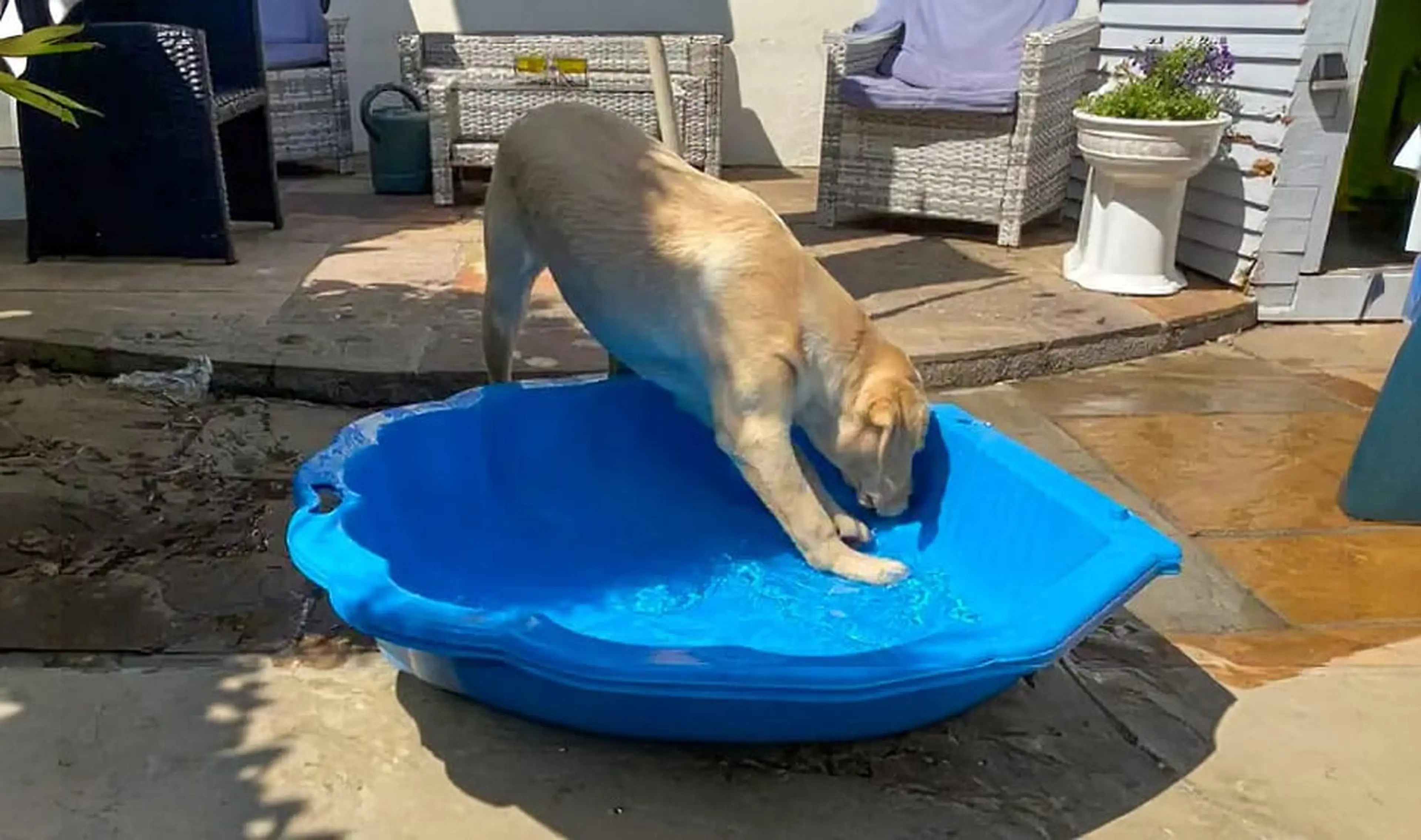 A dog drinks from a blue kiddie pool on a patio near outdoor furniture.