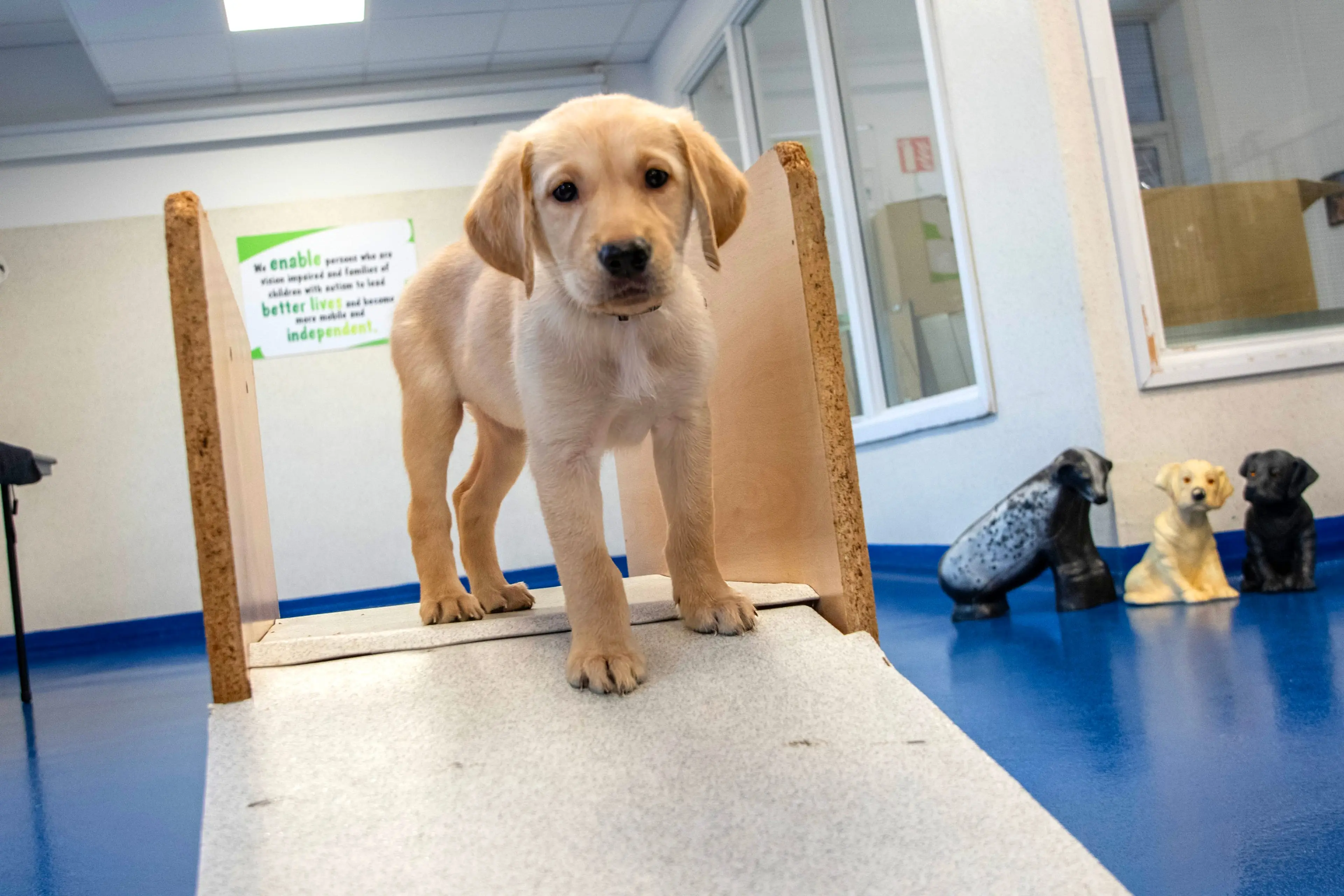The image shows a golden retriever puppy standing on a raised platform in what appears to be a veterinary or pet care facility, with other dog toys and decor visible in the backgro