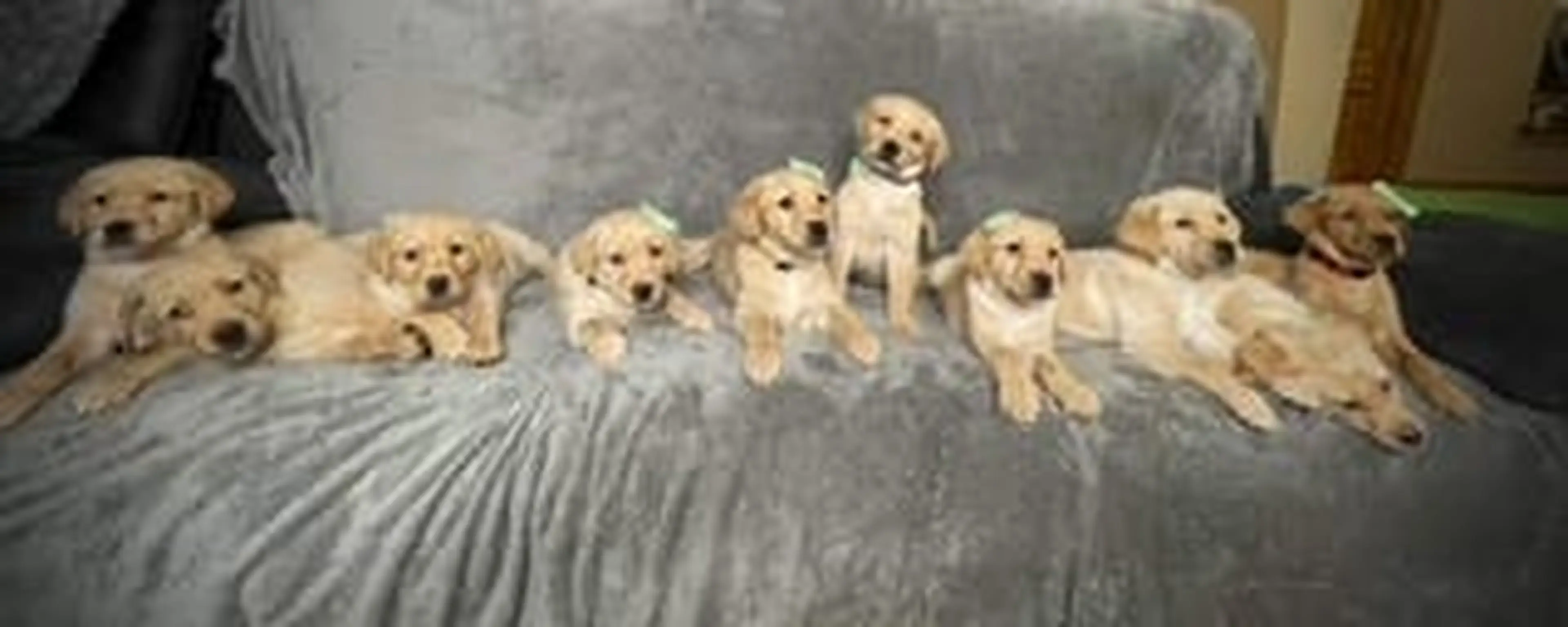 A litter of 11 golden-colored puppies sits closely together on a gray blanket.