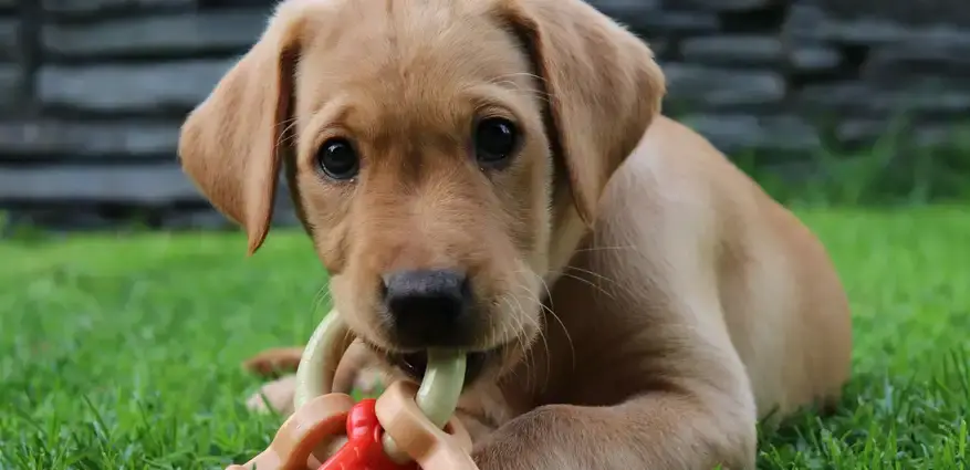 A golden Labrador puppy with large eyes and a playful expression chewing on a red toy while sitting on a grassy lawn.