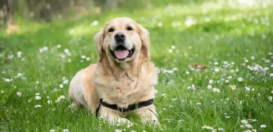 A light-colored Labrador Retriever sits contentedly in a grassy field dotted with white flowers, wearing a black collar and displaying a happy, open-mouthed expression.