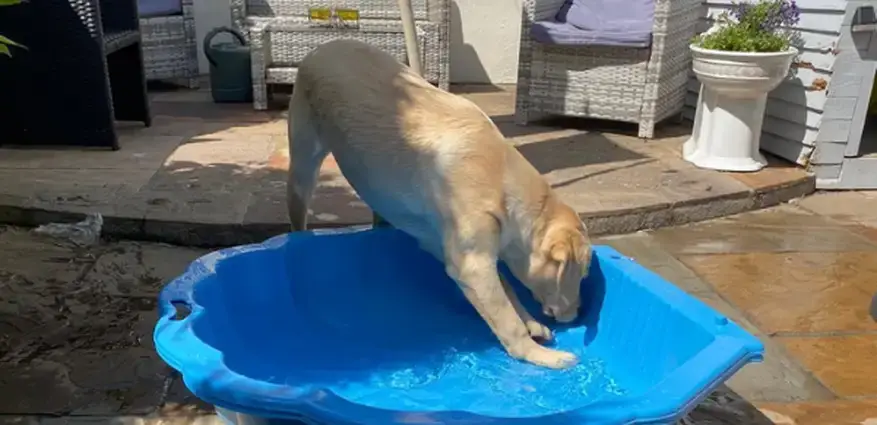 A dog bends down to drink or play in a blue plastic pool filled with water on a sunny patio surrounded by outdoor furniture.