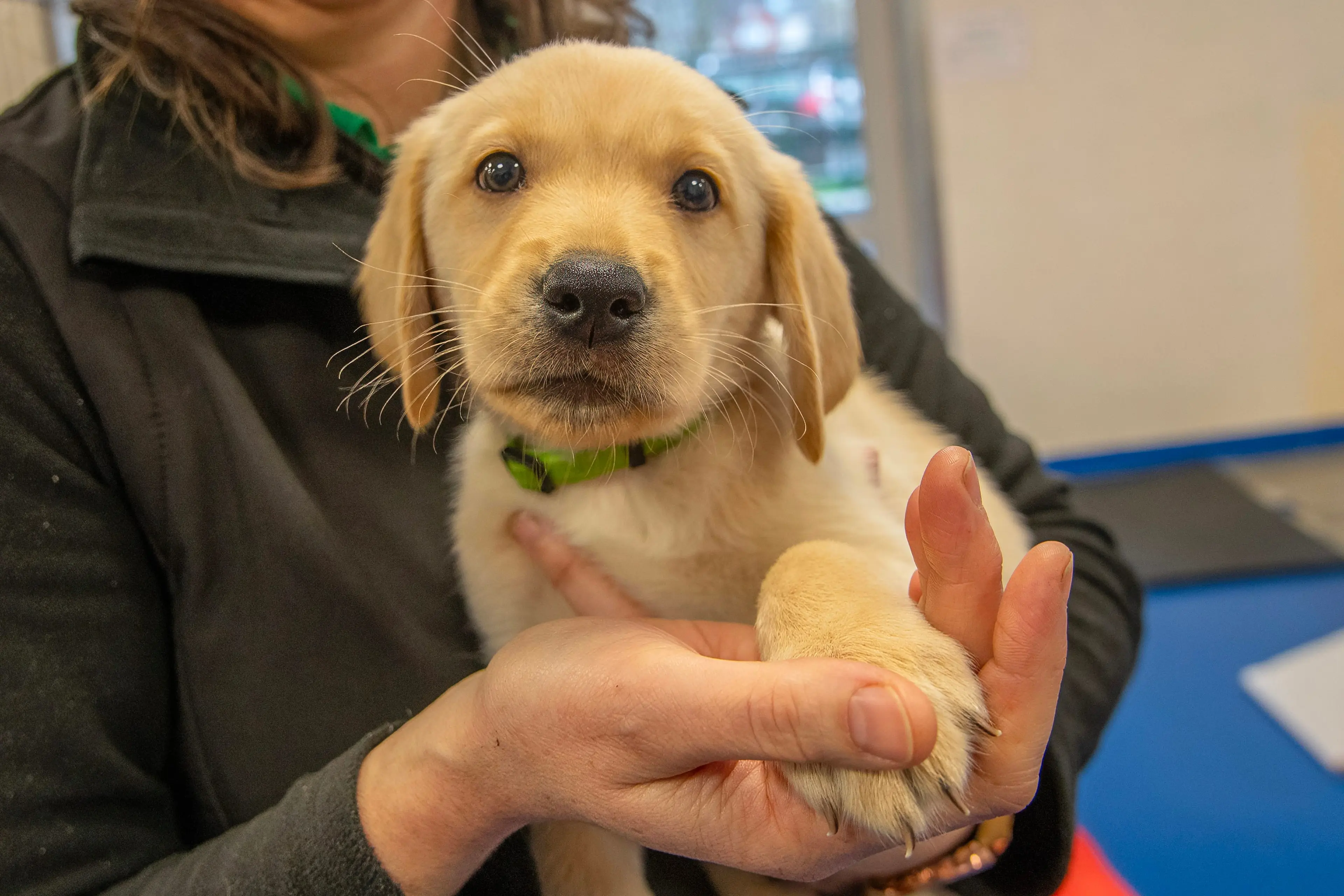 A close-up photograph of a young golden retriever puppy being held by a person's hands, the puppy's big eyes and fluffy fur prominently featured.