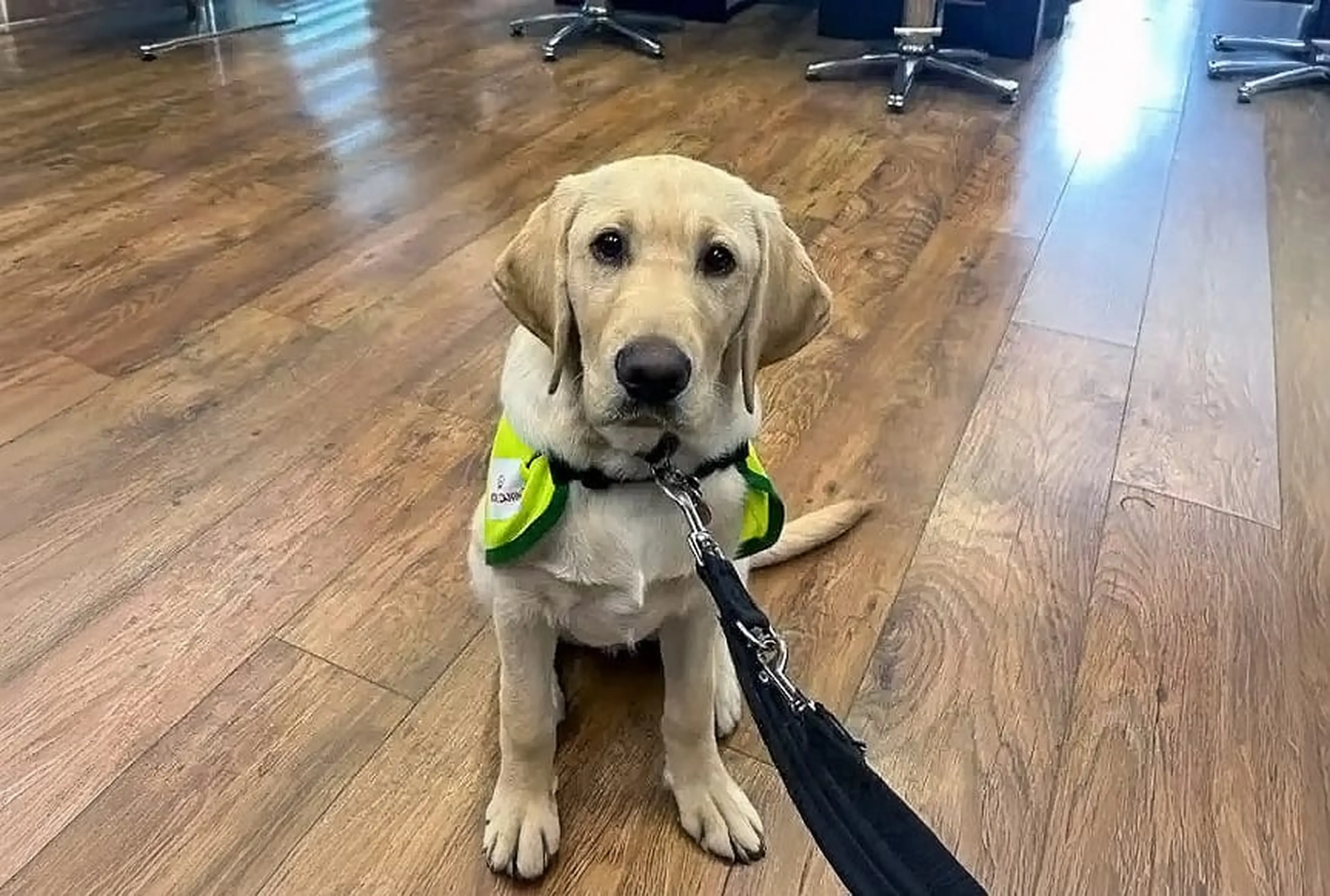 A cream-colored service dog wearing a yellow and green harness sits attentively on a wooden floor in an office setting, looking directly at the camera.