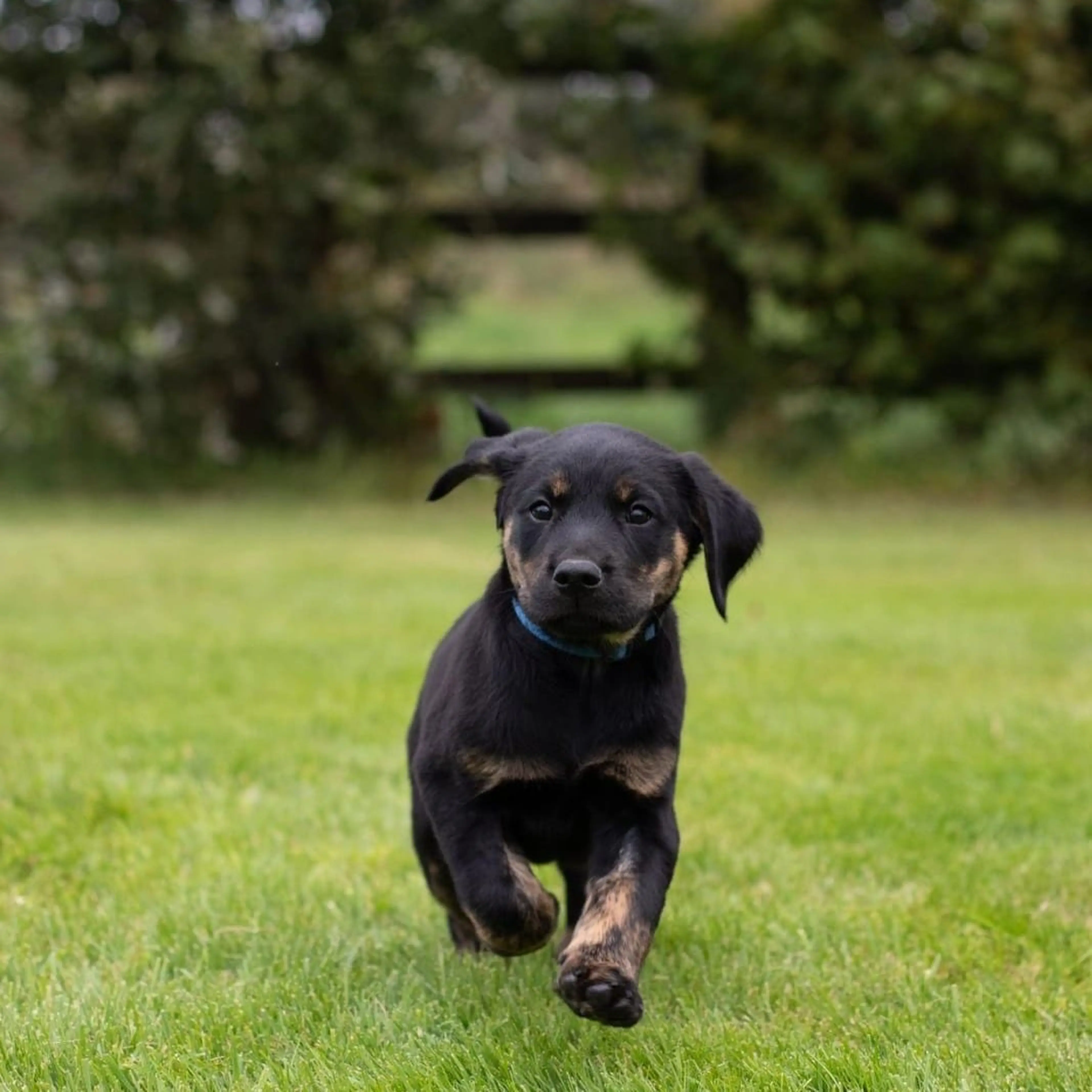 A black Labrador Retriever with tan markings wearing a blue collar runs toward the camera across a grassy lawn with evergreen trees in the blurred background.