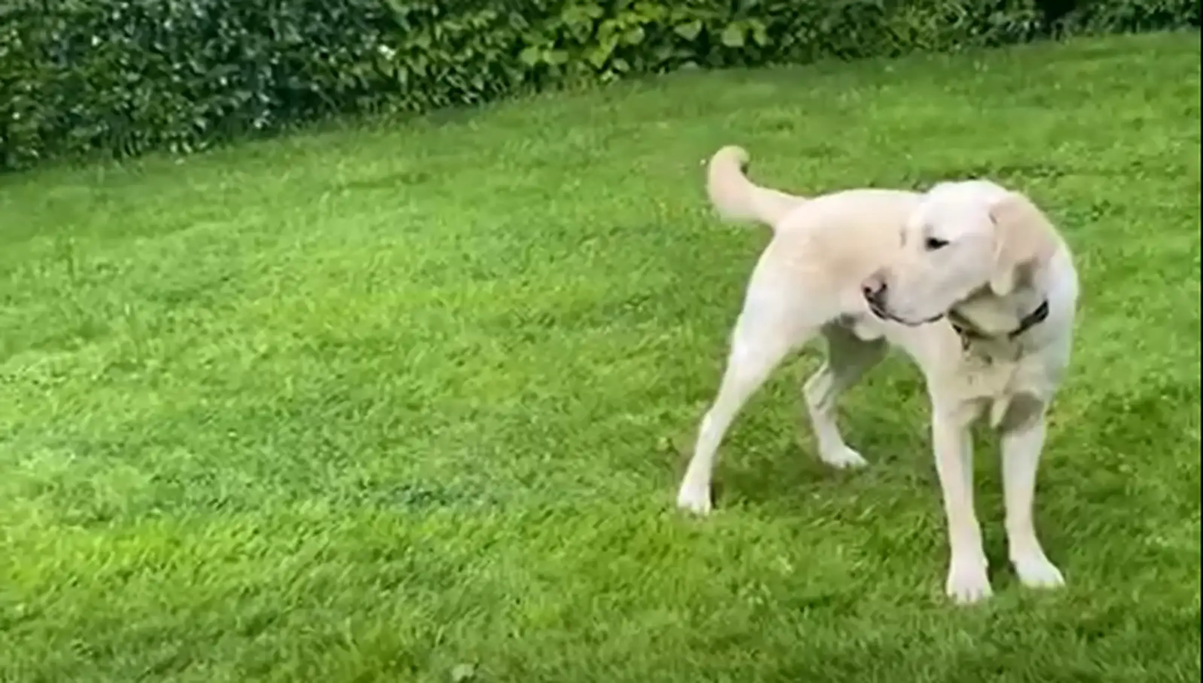 A white dog stands on a lush green lawn with its tail raised and head turned, with hedges visible in the background.